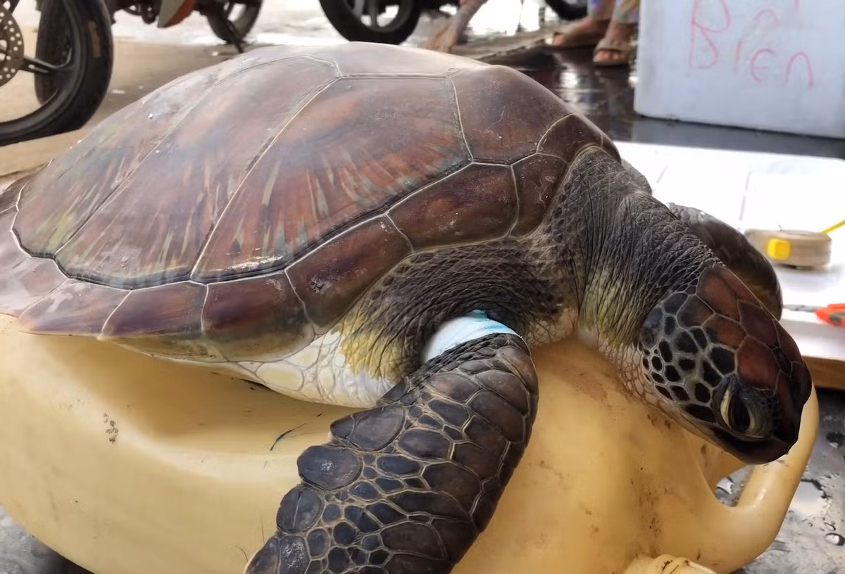 Ngày 5/5/2025, ngư dân Ngô Văn Minh (trú thôn Tây An Vĩnh, huyện Lý Sơn) phát hiện một cá thể rùa xanh quý hiếm đang bị “lưới ma” quấn chặt. Sau khi được cứu thoát khỏi tấm “lưới ma", anh đã báo cho ban quản lý Khu bảo tồn biển Lý Sơn để tiếp nhận, điều trị vết thương con vật. Ảnh: nongnghiepmoitruong.