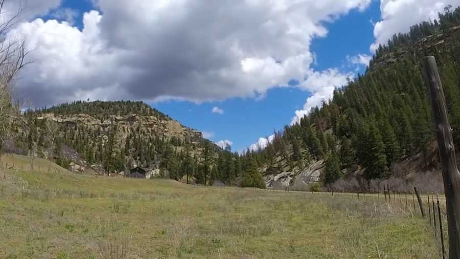 Những con bò này không bị giết bởi các động vật ăn thịt địa phương. Chúng dường như đã bị phẫu thuật tháo rời, cắt bỏ một số cơ quan và rút cạn máu. Ảnh: KOAT.