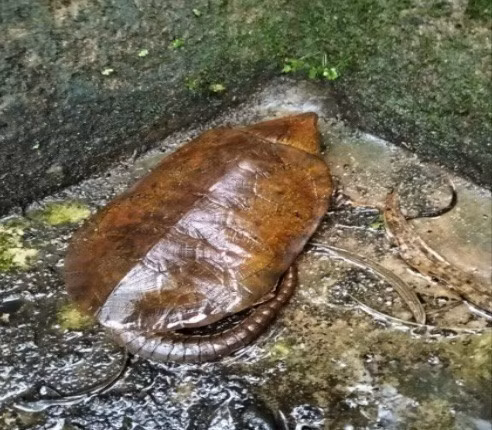 Sau khi được thả trở lại tự nhiên, cá thể rùa đầu to nhanh chóng thích nghi, di chuyển nhanh nhẹn. Ảnh: Tiền phong.