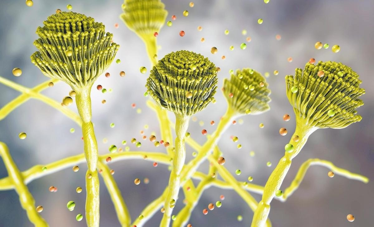 Kết quả nghiên cứu của các chuyên gia cho thấy nấm Aspergillus flavus có khả năng tiêu diệt các tế bào ung thư. Phát hiện này đã được công bố trên tạp chí Nature Chemical Biology ngày 23/6. Ảnh: earth.com.