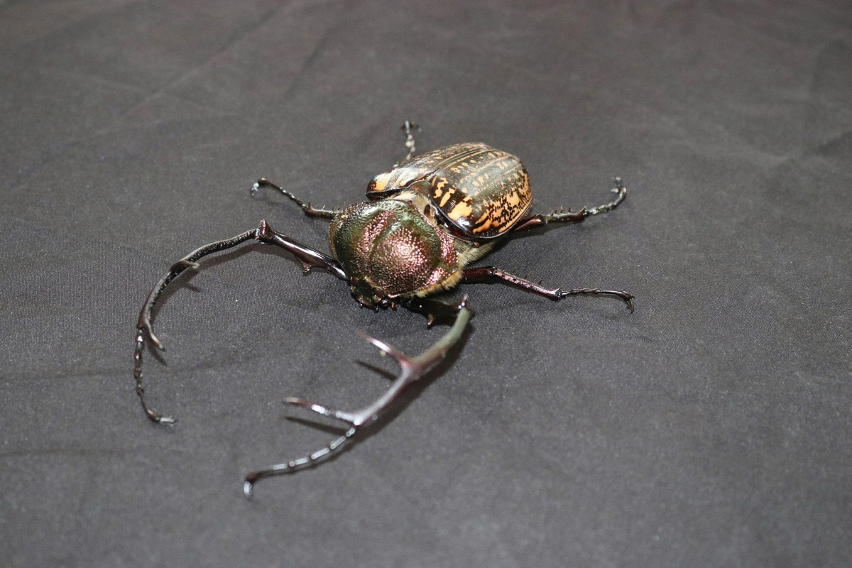 Gấu ngựa và cua bay là 2 trong số 187 loài thuộc nhóm IIB (đề cập đến một số động vật rừng không bị đe dọa tuyệt chủng ngay lập tức nhưng đối mặt với nguy cơ khan hiếm nếu không được quản lý chặt chẽ hoặc bị khai thác thương mại). Ảnh: Tiền phong.