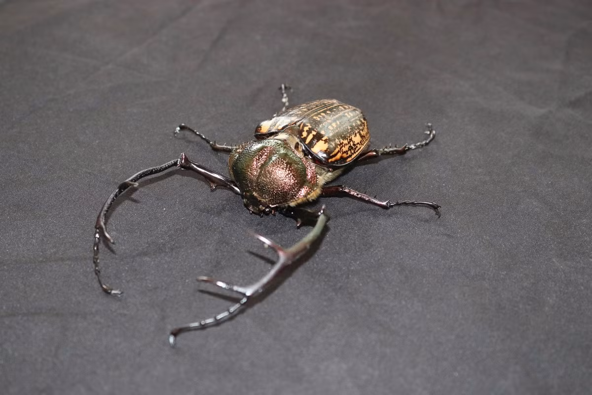 Gấu ngựa và cua bay là 2 trong số 187 loài thuộc nhóm IIB (đề cập đến một số động vật rừng không bị đe dọa tuyệt chủng ngay lập tức nhưng đối mặt với nguy cơ khan hiếm nếu không được quản lý chặt chẽ hoặc bị khai thác thương mại). Ảnh: Tiền phong.