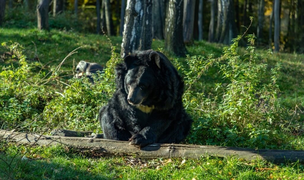 Loài gấu ngựa nằm trong Sách đỏ thế giới (IUCN) và là loài dễ bị tổn thương trong số các loài động vật đang bị đe dọa. Đây là loài động vật quý hiếm, đứng trước nguy cơ bị tuyệt chủng. Ảnh: bearbiology.org.