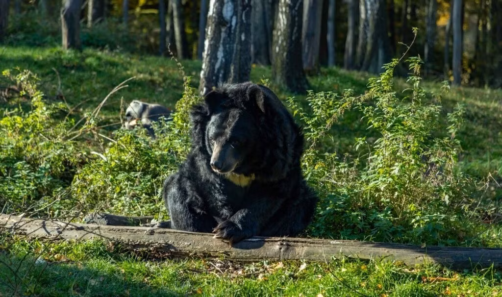 Loài gấu ngựa nằm trong Sách đỏ thế giới (IUCN) và là loài dễ bị tổn thương trong số các loài động vật đang bị đe dọa. Đây là loài động vật quý hiếm, đứng trước nguy cơ bị tuyệt chủng. Ảnh: bearbiology.org.