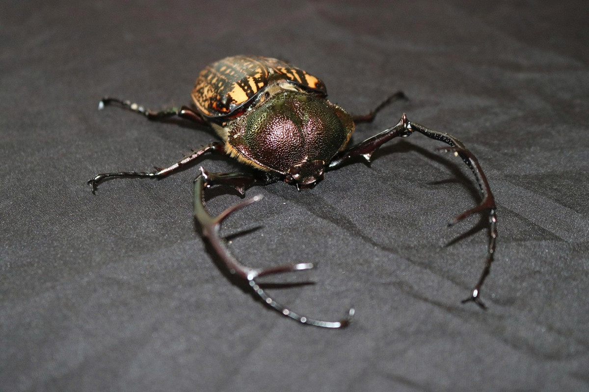 Cua bay là phát hiện gây chú ý nhất. Bởi lẽ, trước đây chưa từng có ghi nhận nào về sự tồn tại của loài cua quý hiếm này trong danh mục các loài động vật có tại Vườn Quốc gia Chư Mom Ray. Ảnh: Tiền phong.