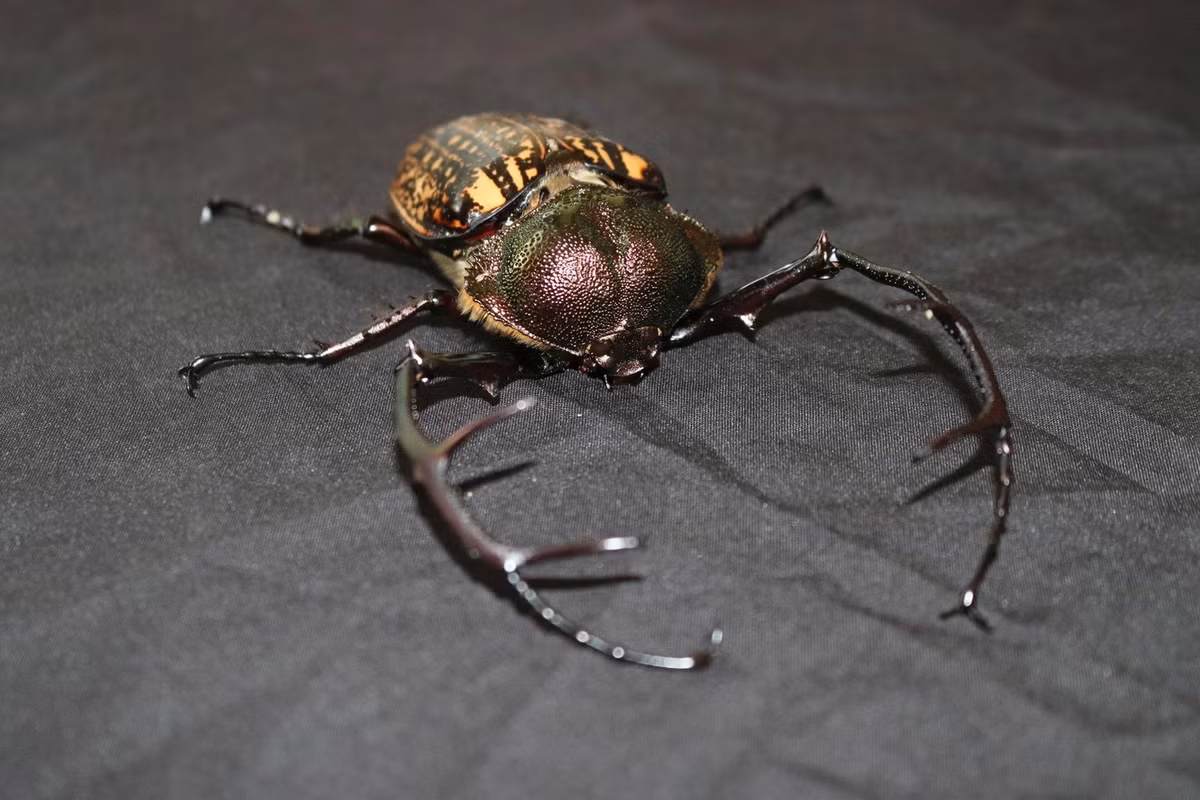 Cua bay là phát hiện gây chú ý nhất. Bởi lẽ, trước đây chưa từng có ghi nhận nào về sự tồn tại của loài cua quý hiếm này trong danh mục các loài động vật có tại Vườn Quốc gia Chư Mom Ray. Ảnh: Tiền phong.