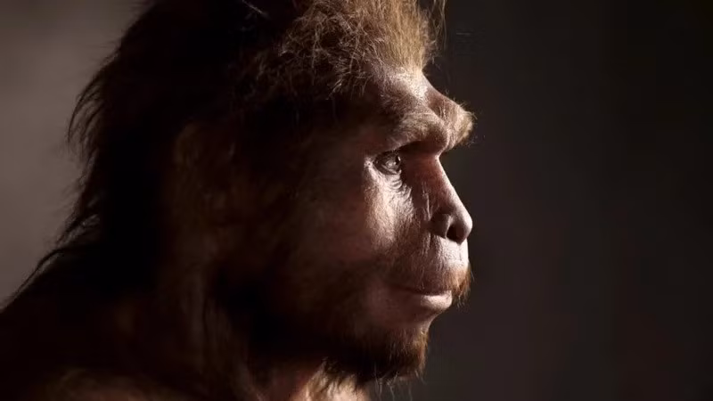 Việc tìm thấy hài cốt của người Homo erectus, một loài người đã tuyệt chủng giúp xác nhận rằng, tổ tiên cổ xưa của chúng ta đã sinh sống trên vùng đất săn bắn màu mỡ của Sundaland (hiện đã bị nhấn chìm), ít nhất là giữa Java và một hòn đảo nhỏ hơn khác có tên là Madura. Ảnh: Science Photo Library.