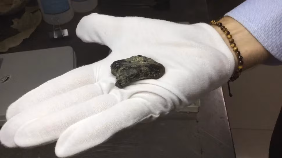 Theo nghiên cứu mới công bố, các chuyên gia phát hiện xương của tổ tiên loài người đã tuyệt chủng ở dưới đáy biển, hé lộ quần thể Homo erectus chưa từng được biết đến ở Đông Nam Á có thể đã tương tác với người hiện đại hơn. Ảnh: Harold Berghuis.