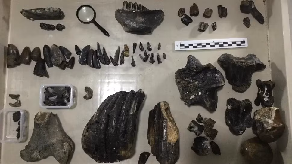 Đây là lần đầu tiên các nhà khoa học phát hiện hóa thạch dưới biển thuộc các đảo của Indonesia, nơi kết nối các đảo như Java với lục địa châu Á trong thời kỳ băng hà cuối cùng khi mực nước biển thấp hơn. Ảnh: Harold Berghuis.