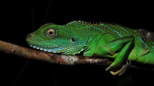 Lực lượng chức năng đã bàn giao con rồng đất cho cơ quan cấp tỉnh để tiếp tục xử lý theo thẩm quyền sau khi hoàn tất hồ sơ. Ảnh: Yui Hong Chiu.