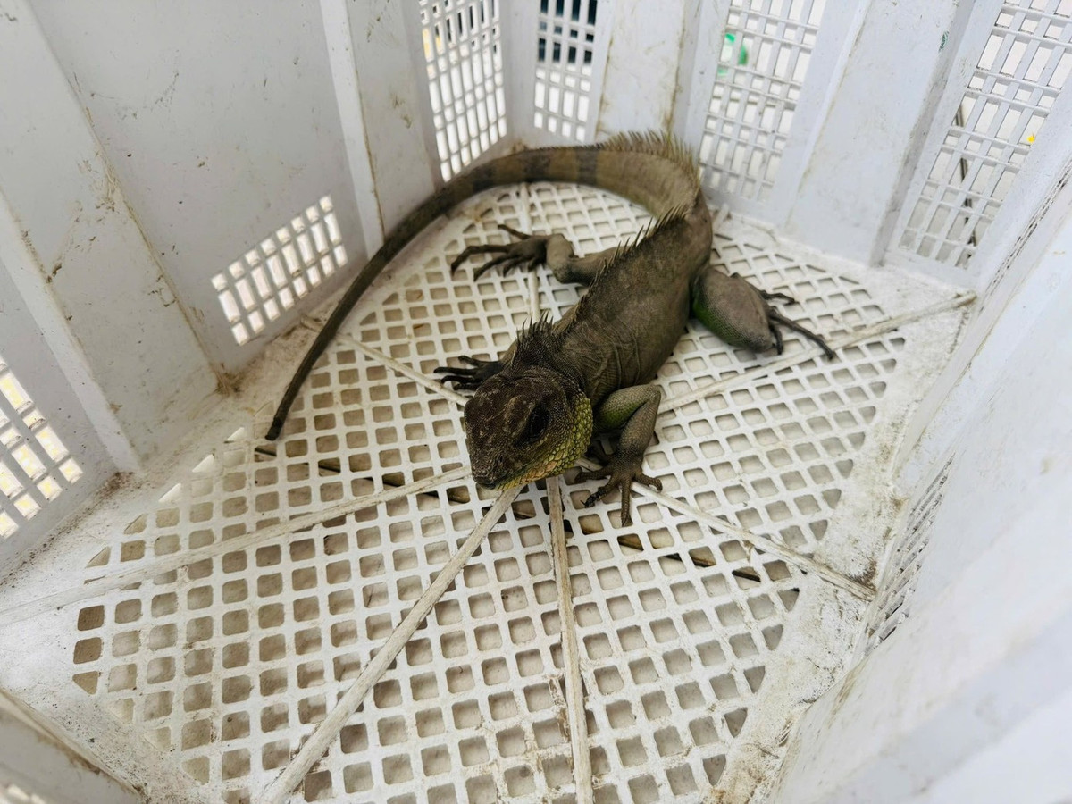 Vào ngày 1/3, Công an xã Long Cang, tỉnh Tây Ninh cho biết đã hoàn tất thủ tục bàn giao một con rồng đất quý hiếm cho cơ quan chức năng cấp tỉnh, sau khi người dân tự nguyện giao nộp. Ảnh: Tiền phong.