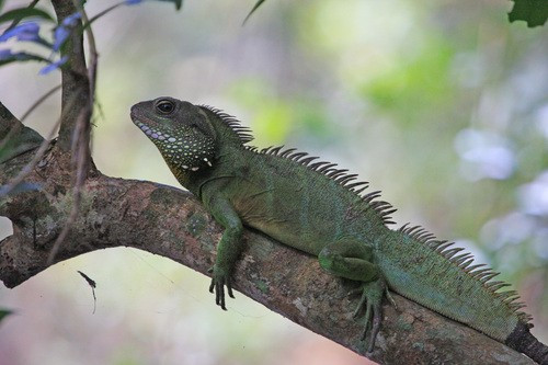 Rồng đất phân bố rộng rãi ở Đông Nam Á. Việt Nam là một trong những quốc gia ghi nhận sự tồn tại của loài này. Ảnh: Denis.
