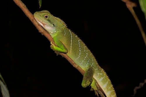 Là một loài nhông đặc hữu ở Đông Nam Á, rồng đất được xếp vào nhóm loài nguy cấp cần được bảo vệ trong Sách đỏ Việt Nam do tình trạng săn bắt trái phép gây suy giảm quần thể trong tự nhiên. Ảnh: Xavier Rufray – some rights reserved (CC BY-NC).