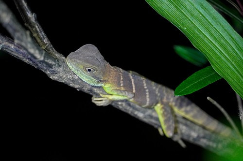 Rồng đất còn gọi là kỳ tôm (tên khoa học Physignathus cocincinus). Loài này thuộc nhóm IIB, danh mục động vật rừng nguy cấp, quý, hiếm cần được bảo vệ. Ảnh: Jake Smith.