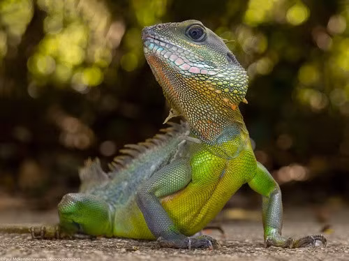 Sau khi tiếp nhận, Công an xã Long Cang phối hợp bộ phận chuyên môn kiểm tra tình trạng con rồng đất. Kết quả xác định cá thể động vật hoang dã này khỏe mạnh, không có thương tích. Ảnh: paulmckenzie – some rights reserved (CC BY-NC).