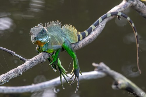 Thức ăn của rồng đất chủ yếu gồm trùn, dế, sâu bọ... Khi trưởng thành, mỗi cá thể có thể dài tới 1m, nặng gần 1 kg. Ảnh: Patta Vangtal.