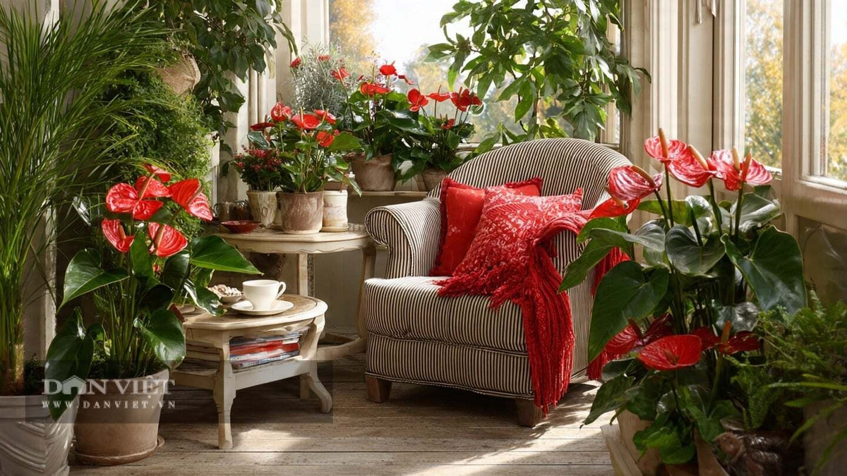 Về phong thủy, hồng môn tượng trưng cho may mắn, thịnh vượng và sự khởi đầu hanh thông. Một chậu hồng môn đỏ rực đặt phòng khách hay nơi làm việc đều mang lại cảm giác ấm cúng và vượng khí.