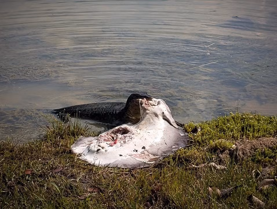 Tuy nhiên, một lúc sau, đám đông khác tụ tập khiến con thằn lằn quyết định kéo con mồi xuống hồ chứa MacRitchie.