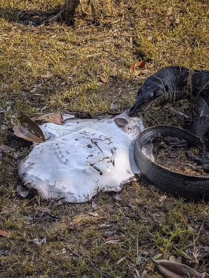 Sau khi mọi người rời đi, con thằn lằn tiếp tục thưởng thức "chiến lợi phẩm" của mình một cách ngon lành.