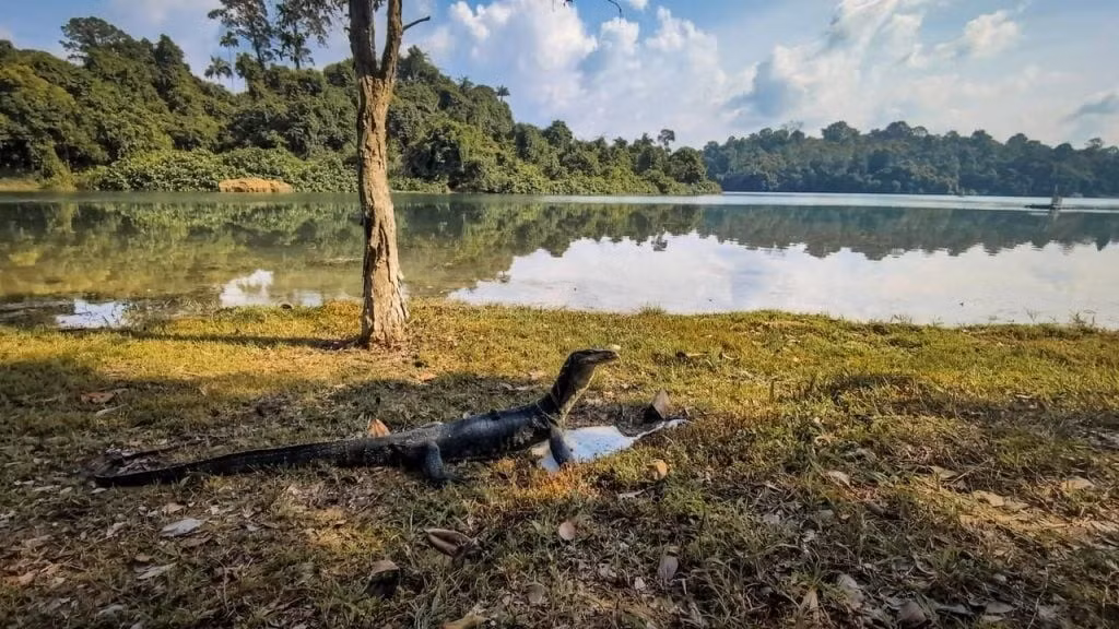 Anh Rajendran ước tính con thằn lằn dài khoảng từ 2 - 2,5m. Anh cho rằng đây là con thằn lằn lớn nhất từng nhìn thấy.