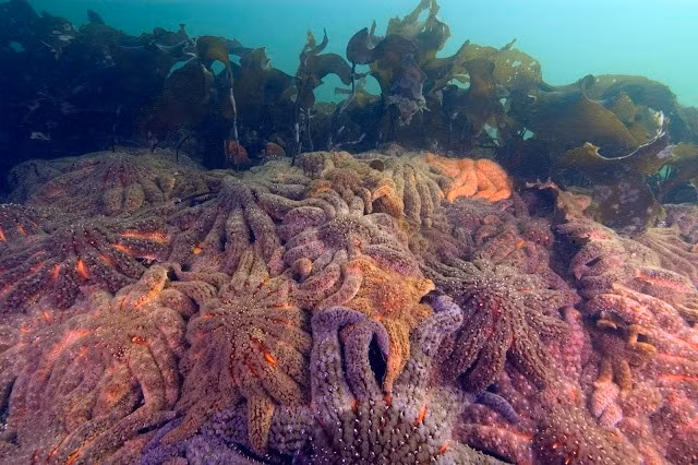 Trong nghiên cứu được công bố trên tạp chí Nature Ecology and Evolution gần đây, nguyên nhân gây ra “bệnh hao mòn sao biển” là chủng virus có tên vibrio pectenicida. Loại virus này khiến sao biển phát triển các tổn thương, trông như thể chúng đang tan chảy. Ảnh: N. McDaniel.