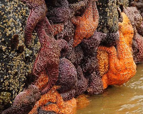 Nghiên cứu được công bố trên tạp chí Ecosphere không xác định liệu sự bùng nổ sinh sản này có phải do “bệnh hao mòn sao biển” - căn bệnh khiến sao biển suy giảm số lượng lớn - đã suy giảm hay chỉ đơn giản là sự trùng hợp may mắn. Ảnh: oregonconservationstrategy.