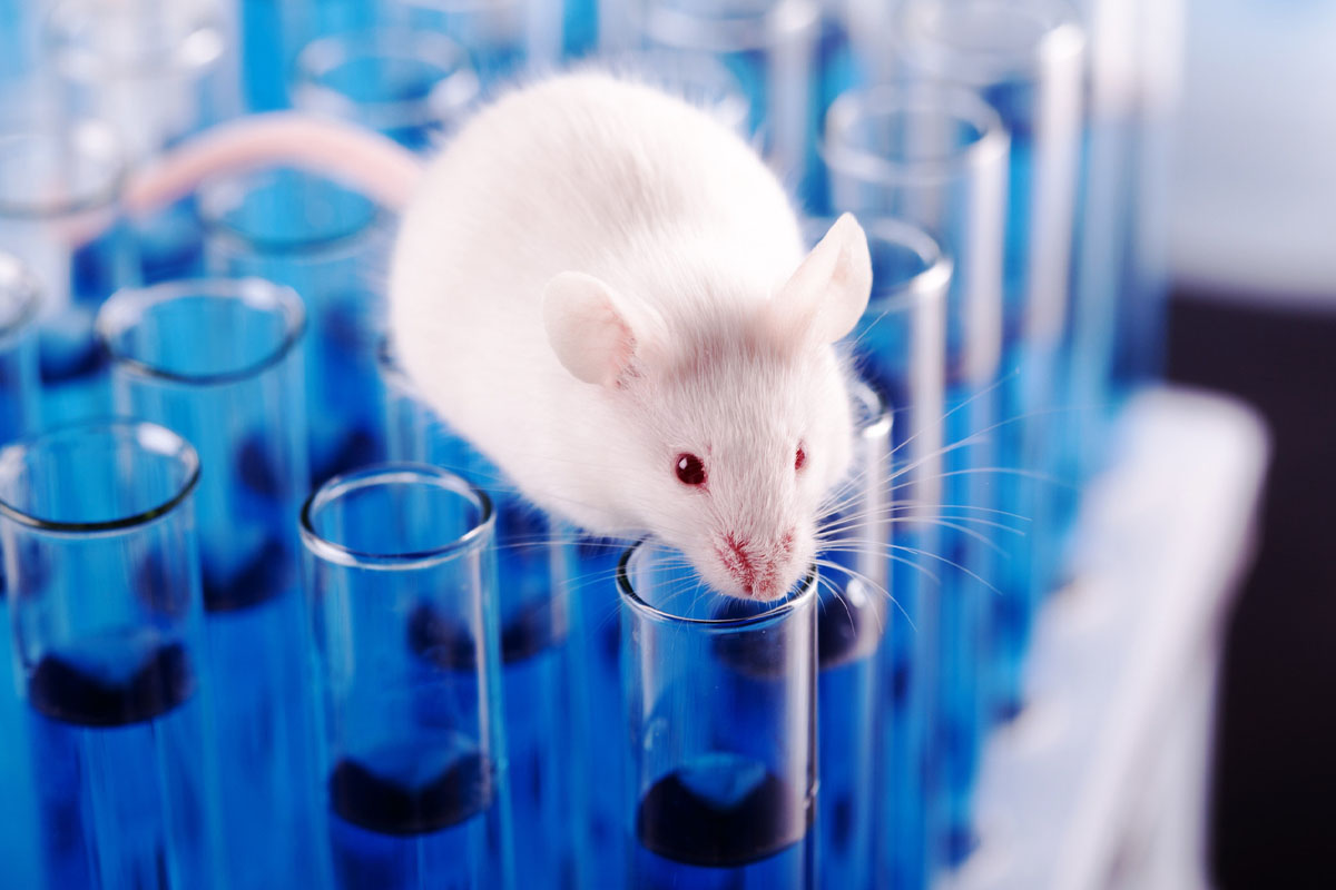 Trưởng nhóm nghiên cứu, bác sĩ thần kinh Alexander German từ Đại học Erlangen-Nuremberg (Đức) chia sẻ rằng, mặc dù đã đạt được bước tiến lớn nhưng chặng đường phía trước còn rất nhiều rào cản và "sẽ cần các dung dịch thủy tinh hóa cùng công nghệ làm lạnh, làm ấm tốt hơn trước khi những nguyên lý này có thể được áp dụng cho các cơ quan lớn của con người". Ảnh: derechadiario.com.ar.