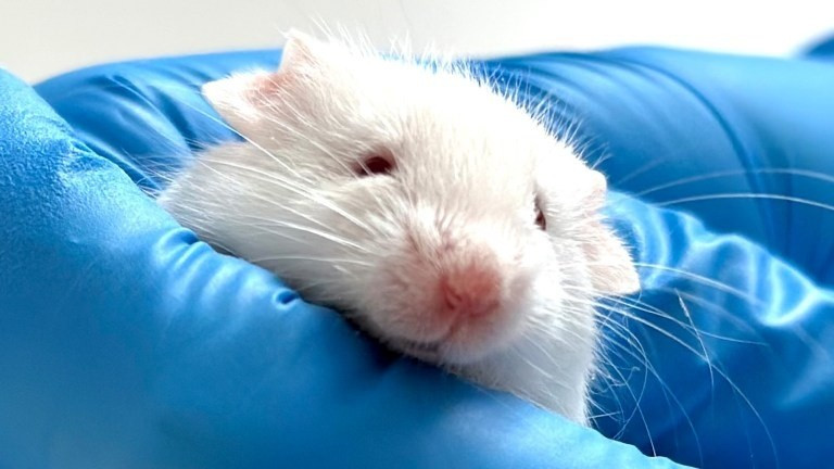 Trong nghiên cứu được công bố trên Kỷ yếu Viện Hàn lâm Khoa học Quốc gia Hoa Kỳ (PNAS), nhóm chuyên gia đã thử nghiệm thành công phương pháp "thủy tinh hóa" trên các lát cắt não chuột dày 350 micromet, bao gồm cả vùng hồi hải mã - trung tâm cốt lõi của trí nhớ và khả năng định hướng không gian. Ảnh: iStockphoto.