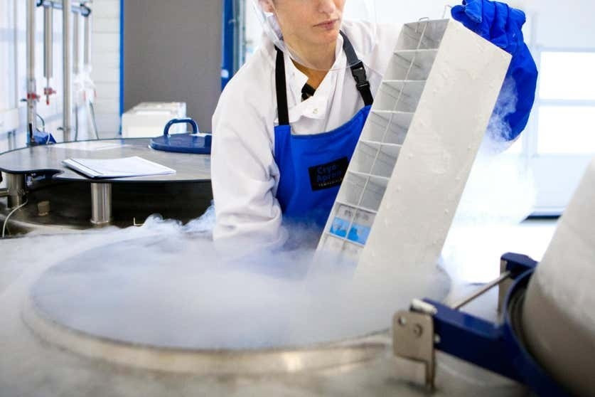 Cụ thể, một nhóm nghiên cứu tại Đức đã áp dụng phương pháp "thủy tinh hóa" nhằm phục hồi các hoạt động chức năng trong não chuột sau khi trải qua quá trình đông lạnh sâu. Kỹ thuật này làm lạnh chất lỏng với tốc độ cực nhanh, nhốt các phân tử lại trong một trạng thái vô định hình giống như thủy tinh trước khi chúng kịp tạo thành các tinh thể băng sắc nhọn. Ảnh: BSIP SA / Alamy.