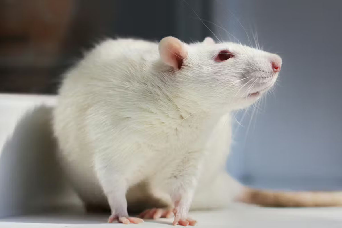 Tuy nhiên, do giới hạn của phương pháp đo lường trên các lát cắt nên nhóm nghiên cứu vẫn chưa thể khẳng định liệu những ký ức thực sự của con vật có còn tồn tại sau quá trình bảo quản lạnh hay không. Ảnh: derechadiario.com.ar.