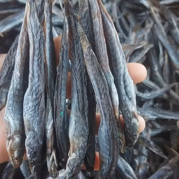 Việc nuôi cá kèo đang phát triển mạnh tại các tỉnh Nam Bộ nhờ điều kiện môi trường thuận lợi và nhu cầu tiêu thụ ổn định. Nhiều hộ dân đã chuyển đổi mô hình sản xuất để tập trung vào nuôi cá kèo thương phẩm, mang lại nguồn thu nhập bền vững.