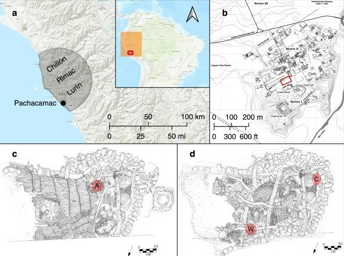 Phát hiện này cho thấy nền văn hóa tiền Inca coi lông vẹt là vật phẩm giá trị, có ý nghĩa quan trọng. Trong đó, tại Pachacamac, những chiếc lông vẹt được tìm thấy dùng trong các hoạt động nghi lễ, bao gồm tập tục mai táng. Ảnh: I. Shimada.