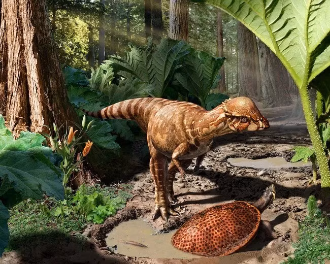 "Pachycephalosaur là loài khủng long mang tính biểu tượng nhưng chúng cũng rất hiếm và bí ẩn", đồng tác giả nghiên cứu Lindsay Zanno - nhà cổ sinh vật học tại Đại học Bang Bắc Carolina, cho biết. Ảnh: Julius Csotonyi.