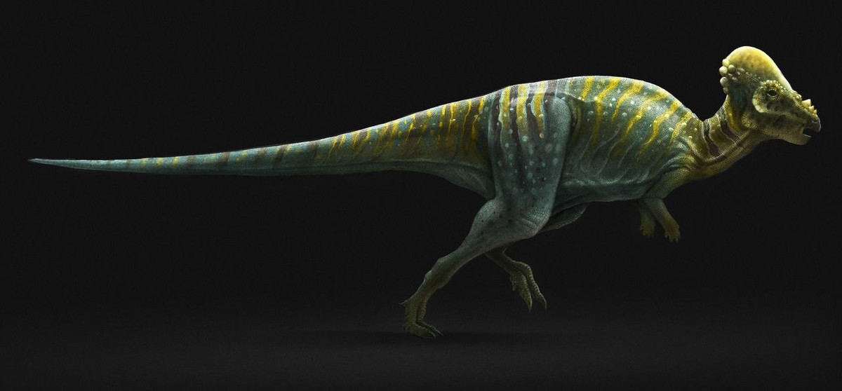 Khi còn đi lang thang trên Trái đất, loài khủng long Zavacephalae rinpoche có thể dài khoảng 1m và nặng khoảng 5,85 kg. Ảnh: Ganesh Rao.