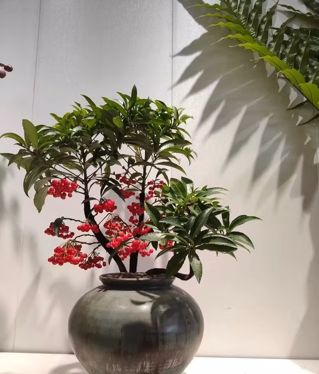 Cây thường được trồng trong chậu và đặt tại nhiều vị trí trong nhà: cạnh tủ, bàn ăn, bệ cửa sổ… vừa trang trí, vừa mang đến không khí tươi vui. Đặc biệt vào dịp lễ Tết, những chùm quả đỏ của kim ngân lượng càng làm không gian thêm ấm áp, gợi lên niềm vui, sự thành công và may mắn cho cả gia đình.