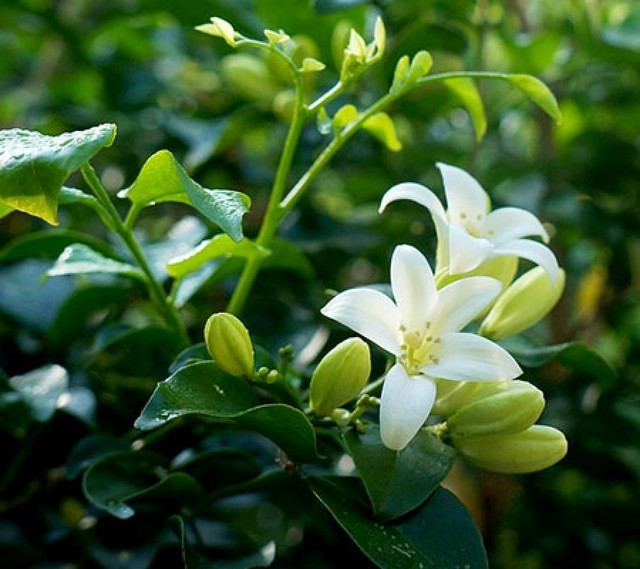  7. Cây nguyệt quế: Hoa nguyệt quế tỏa hương thanh mát, dễ chịu, giúp thư giãn tinh thần, cải thiện không khí. Hương này cũng có tác dụng hỗ trợ xua bớt côn trùng như muỗi. Nhờ vậy, cây rất được ưa chuộng trồng ở ban công hoặc sân vườn.