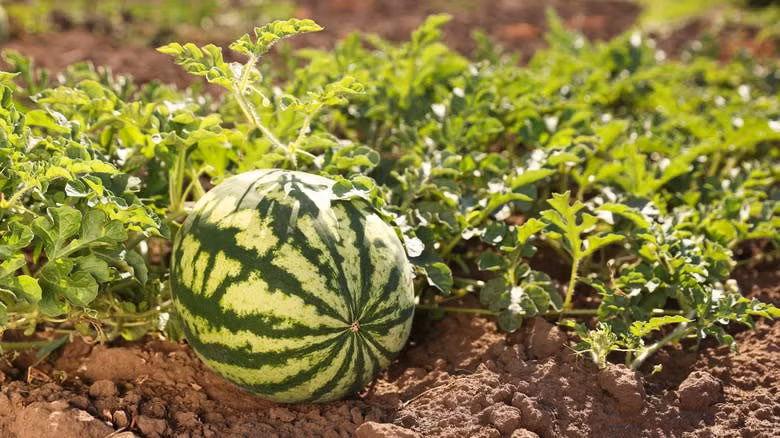 Cây dưa thường chỉ để một quả duy nhất để có thể nhận được toàn bộ chất dinh dưỡng. Nhờ chăm sóc cẩn thận sau khoảng 90 - 100 ngày, quả dưa sẽ đạt kích thước to nhất. Ảnh: New Africa/Shutterstock.