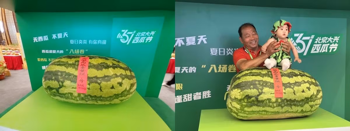 Ban tổ chức trao giải cho các hạng mục gồm: Nhóm dưa hấu có trọng lượng lớn, nhóm dưa cỡ vừa toàn diện, nhóm dưa cỡ nhỏ toàn diện, nhóm dưa đẹp toàn diện, nhóm giống mới... Ảnh: Beijing Evening News.