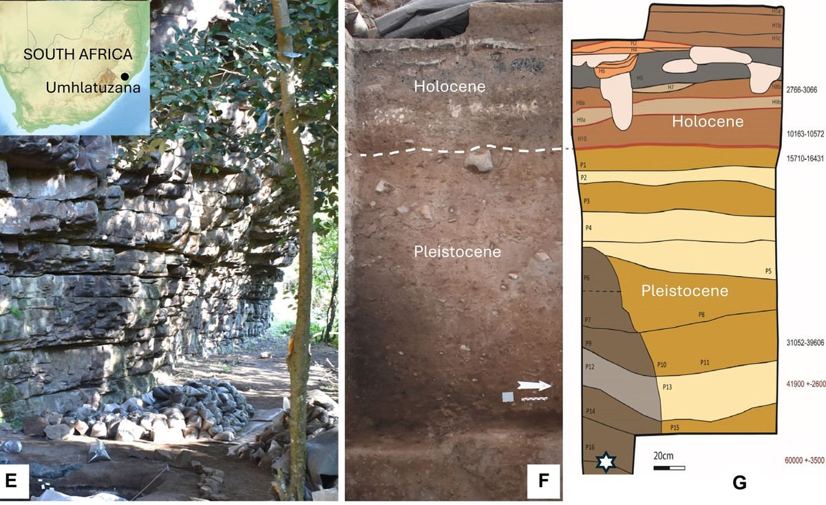 Theo các chuyên gia, với kích thước tí hon như vậy, những mũi tên này không thể hạ gục các loài động vật lớn như linh dương bằng lực sát thương vật lý hay gây mất máu thông thường. Thay vào đó, chúng đóng vai trò như những chiếc kim tiêm xuyên qua lớp da để đưa chất độc vào cơ thể con mồi. Ảnh: science.org.