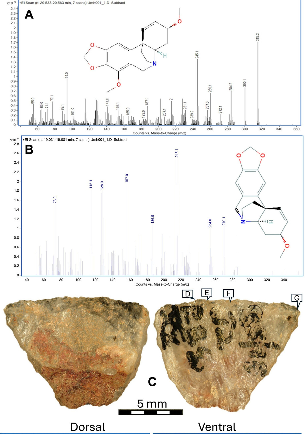 Đồng thời, phát hiện này chứng minh năng lực nhận thức của người tinh khôn (Homo sapiens). Việc chế tạo vũ khí tẩm độc đòi hỏi sự kết hợp giữa kiến thức thực vật học sâu rộng và tư duy nhân quả phức tạp. Ảnh: science.org.