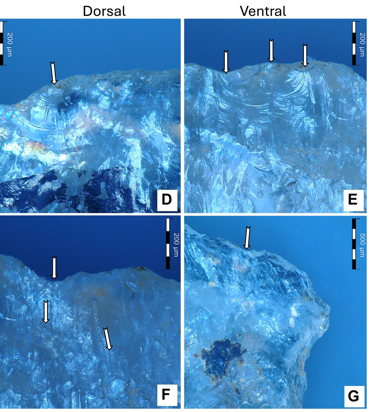 Theo các chuyên gia, người cổ đại có thể đã sớm biết công sức chiết xuất chất độc bỏ ra ở hiện tại sẽ quyết định thành bại của chuyến đi săn nhiều giờ sau đó. Ảnh: science.org.