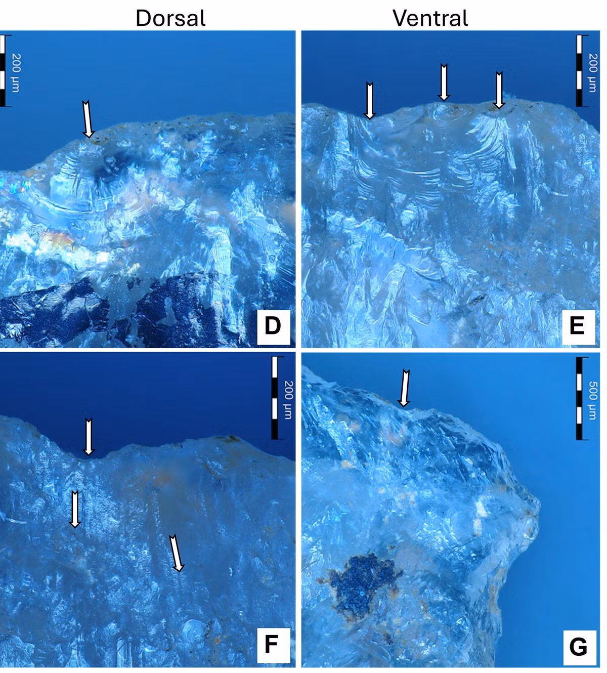 Theo các chuyên gia, người cổ đại có thể đã sớm biết công sức chiết xuất chất độc bỏ ra ở hiện tại sẽ quyết định thành bại của chuyến đi săn nhiều giờ sau đó. Ảnh: science.org.