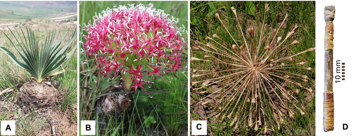 Sự hiện diện của chất độc trên đã đưa ra lời giải thích thuyết phục cho bí ẩn lâu nay về thiết kế “nhỏ bất thường” của các mũi tên cổ. Ảnh: science.org.