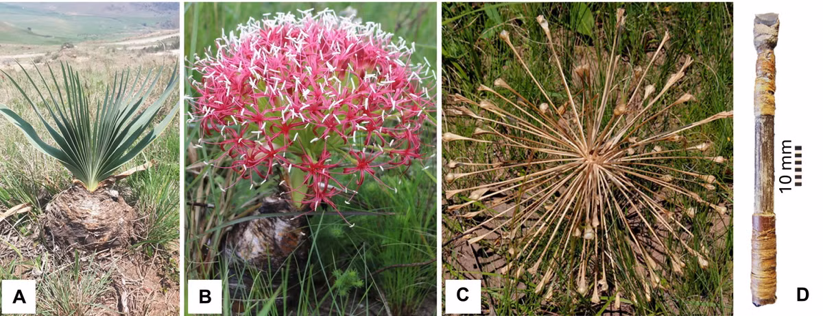 Sự hiện diện của chất độc trên đã đưa ra lời giải thích thuyết phục cho bí ẩn lâu nay về thiết kế “nhỏ bất thường” của các mũi tên cổ. Ảnh: science.org.