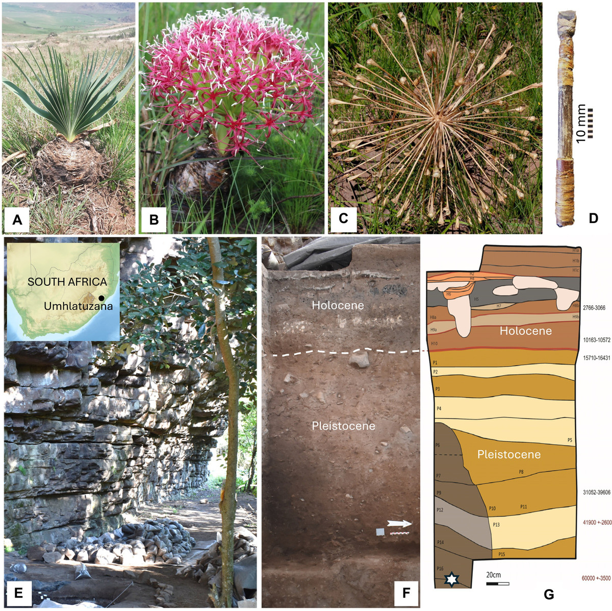 Đây là chiến thuật săn bắn cực kỳ phát triển của người cổ đại. Thay vì tiêu diệt con mồi ngay lập tức, chất độc sẽ làm con mồi suy yếu dần giúp thợ săn tiết kiệm đáng kể năng lượng khi chỉ truy đuổi theo dấu vết mà không phải đối đầu trực diện nguy hiểm. Ảnh: science.org.