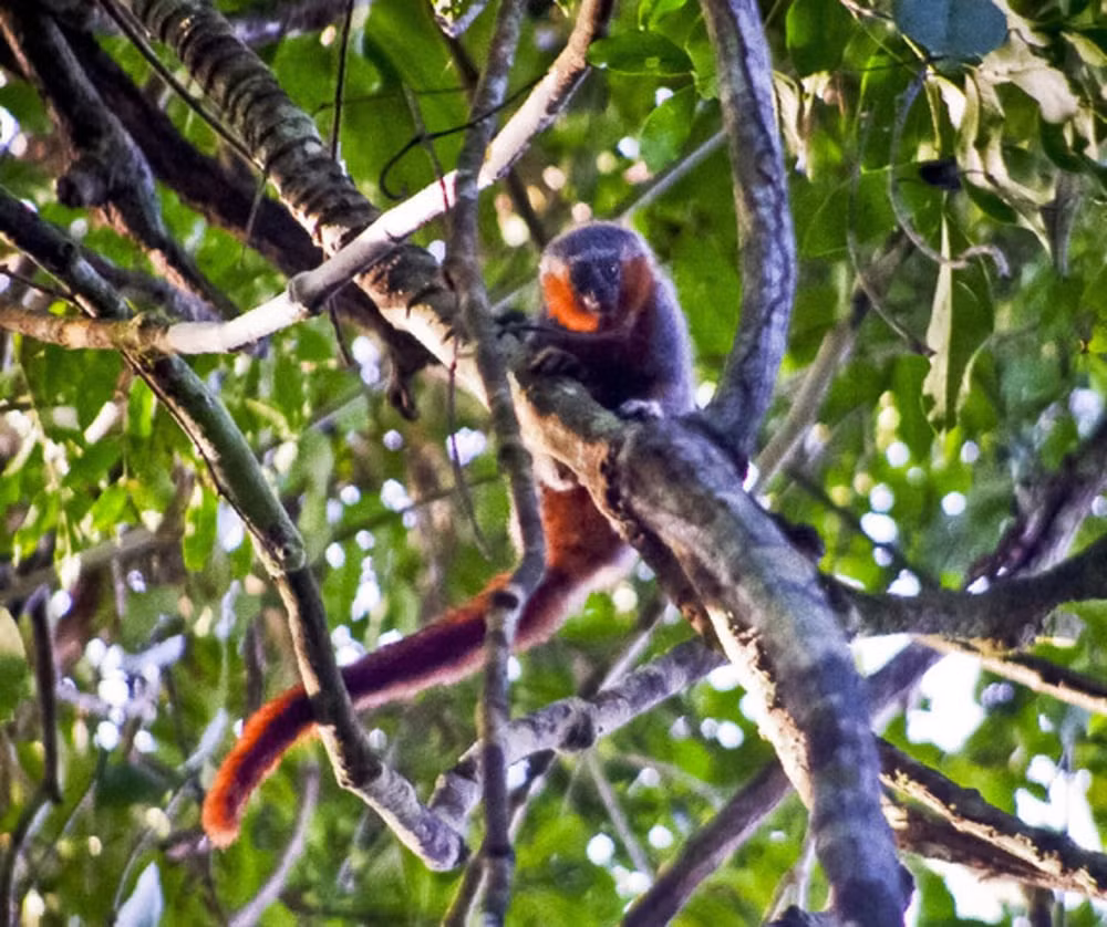 Tuy nhiên, ngay cả khi không được "truyền tiếp", những âm thanh đó vẫn làm thay đổi "cảnh quan âm thanh" của khu rừng. Khi nghe tín hiệu nguy hiểm, các loài chim nhỏ ở tầng cao như tán cây gần như lập tức im lặng, trong khi các loài ở tầng thấp vẫn tiếp tục hoạt động. Ảnh: Julio Dalponte.