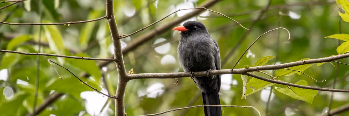 Theo nghiên cứu được công bố trên tạp chí Current Biology, chim và khỉ là một phần của cái mà các nhà nghiên cứu gọi là “Internet rừng” - một mạng lưới truyền tin giúp chúng nhanh chóng cảnh báo về kẻ săn mồi cho nhau. Ảnh: Olivia Rempel.
