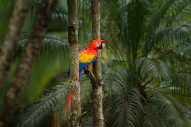 Kết quả quan sát, nghiên cứu của các chuyên gia cho thấy những loài chim nhỏ sống ở trên tầng tán cây (canopy), đặc biệt là các loài có trọng lượng dưới 100g, đóng vai trò trung tâm trong việc truyền tín hiệu. Một số loài chim như chim nunbird trán đen và trán trắng đặc biệt nổi bật khi liên tục lặp lại và khuếch tán tín hiệu cảnh báo. Ảnh: Ondrej Prosicky/Shutterstock.com.