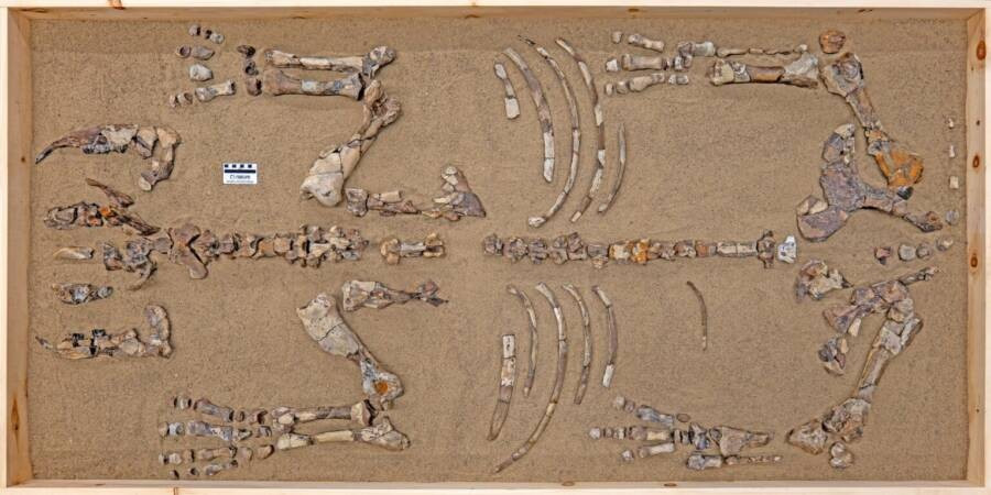 Tê giác Bắc Cực, hay Epiaceratherium itjilik, được phát hiện ở Nunavut, Canada, cách Vòng Bắc Cực khoảng 966 km, trở thành loài tê giác sống ở cực bắc từng được phát hiện. Ảnh: Pierre Poirier/Canadian Museum of Nature.