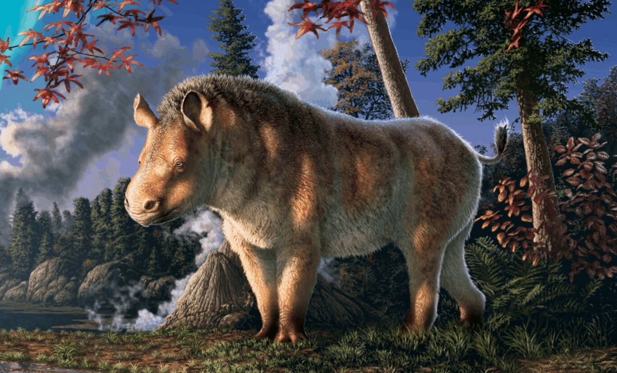 Thay vì có một chiếc sừng lớn trên mũi, tê giác Bắc Cực có mũi và miệng hẹp. Đặc điểm này giúp chúng di chuyển dễ dàng qua cây cối, bụi cây để tìm kiếm thức ăn. Ảnh: Julius Csotonyi | Indian Defence Review.